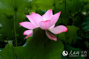 關于寫荷花的詩句古詩6