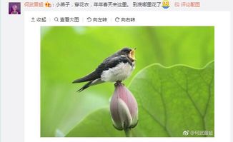 燕子相關的詩句是什么,梅花與燕子的詩句是什么,描繪燕子的詩句是什么