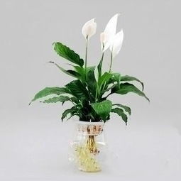 關(guān)于一帆風(fēng)順花的詩(shī)句