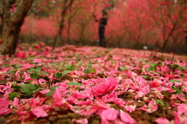 關(guān)于綠葉和花的詩(shī)句