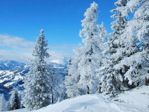 兩句,詩句,描寫,冬天