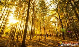 古詩關(guān)于秋天的古詩句