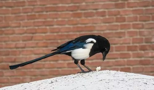 關(guān)于喜鵲的古詩(shī)句