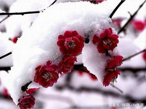 古詩,詩句,梅花,帶有