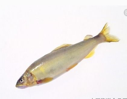 關于黃花魚的詩句