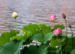 關(guān)于描寫荷花的詩句古詩大全,描寫夏天荷花的詩句古詩大全,描寫秋天荷花的詩句古詩大全