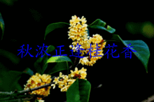 描寫桂花香的詩句大全,贊美桂花香的詩句大全,描寫桂花香的優(yōu)美詩句大全