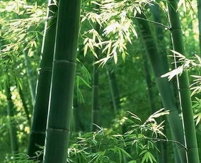 氣節(jié),歌頌,詩(shī)句