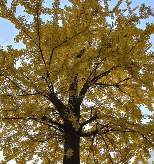 秋天的詩(shī)句和古詩(shī)