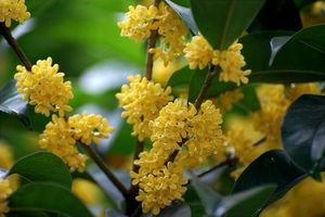 關(guān)于桂花的詩(shī)句整首