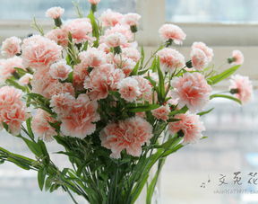 康乃馨,詩(shī)句,美麗