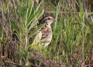 關(guān)于鵪鶉得詩句