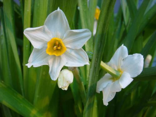 描寫(xiě)水仙的古詩(shī)句