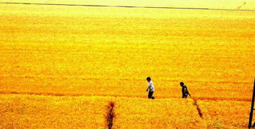 關(guān)于金風(fēng)大地的古詩句