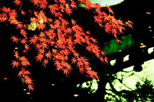 關(guān)于多角度的詩(shī)句