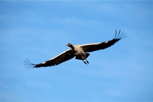 詩句,形容,展翅高飛