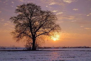 帶情緣的古詩句