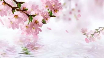 春天桃花詩(shī)句古詩(shī)