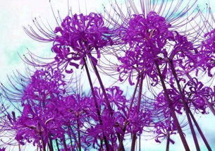 關于曼珠沙華的短詩句