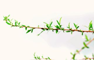 關(guān)于春天花朵的詩句,春天奮斗的詩句古詩詞,描寫春天的詩句古詩詞