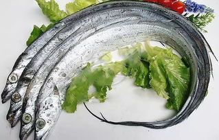 關(guān)于帶魚的優(yōu)美詩句