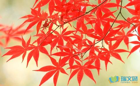 秋風紅葉的詩句古詩