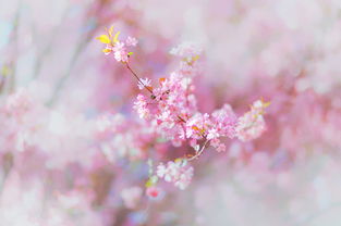 贊美溫暖春光的古詩句