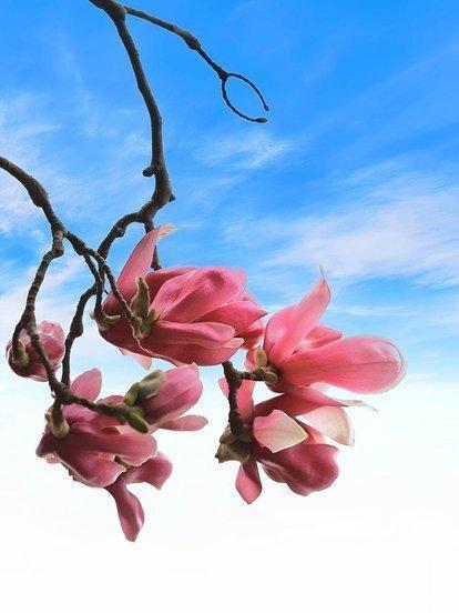 詩句,花語,詩中