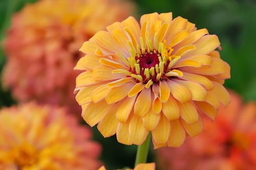 詩句,菊花,秋天