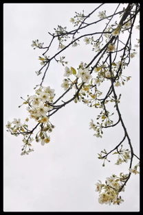 關(guān)于山楂花的詩(shī)句