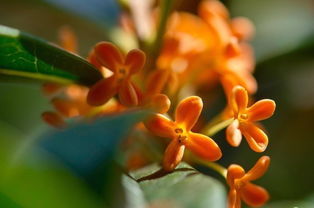 桂花的古詩和詩句有哪些