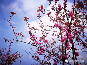 關(guān)于三月下江南詩句