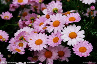 關(guān)于春天野菊花的詩句