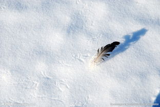關于羽毛像雪的詩句