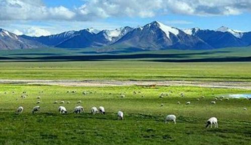 搜集關(guān)于草原的詩(shī)句