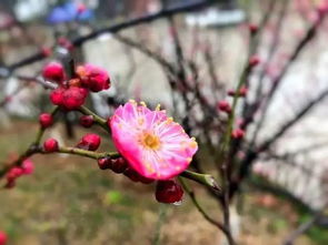 江南一枝梅古詩,獨寒一枝梅古詩,墻角一枝梅是什么古詩