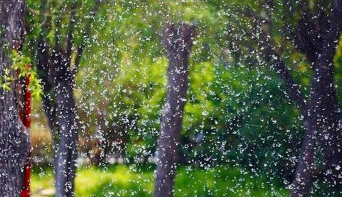 關(guān)于柳絮飄的詩句