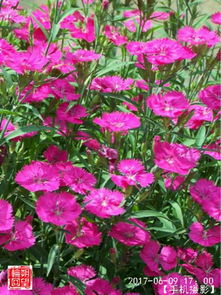 關(guān)于花木有關(guān)于的詩句