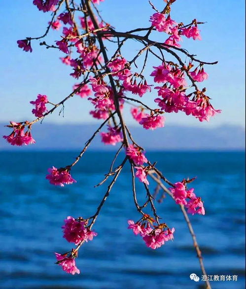 關(guān)于冬櫻的詩句