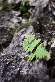 詩(shī)句,頑強(qiáng),生命