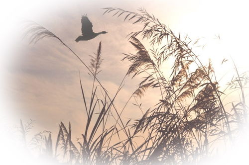 描寫蓬萊松的詩(shī)句古詩(shī)