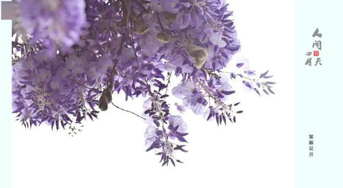 關(guān)于四月環(huán)境的詩(shī)句