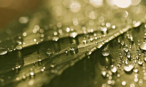 關(guān)于葉子雨珠的詩(shī)句