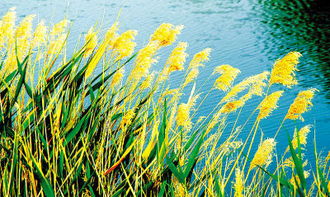 春光明媚草長(zhǎng)鶯飛用古詩(shī)句描寫