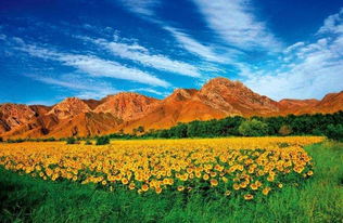 關(guān)于寧夏賀蘭山詩句