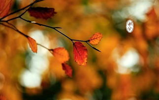 關(guān)于中秋秋分的詩(shī)句