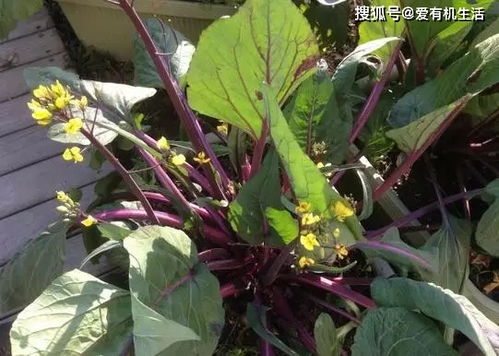 關(guān)于贊美蔬菜的詩句