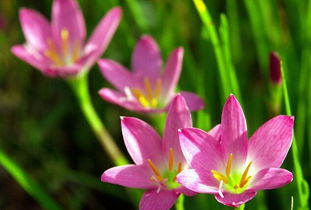 關(guān)于形容風(fēng)雨花的古詩(shī)句