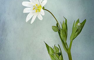 上巳節(jié)的古詩句