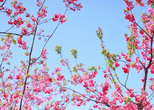 詩句,詞語,四字,于春